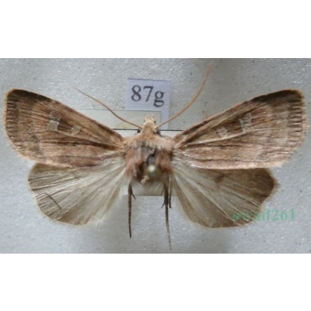 Diarsia rubi (Vieweg, 1790) Rolnica malinówka Czech87g